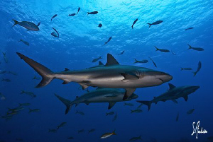Here we come!!!!! Reef Sharks show up for an action party! by Steven Anderson 